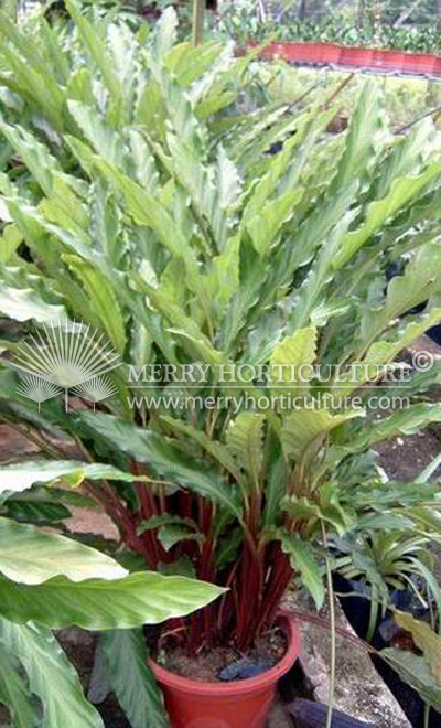 Calathea Mirosha a